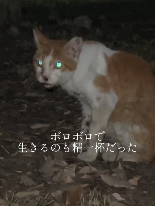 弱っている猫