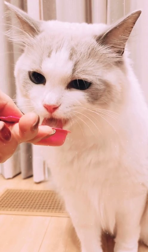 おやつをもらっている猫