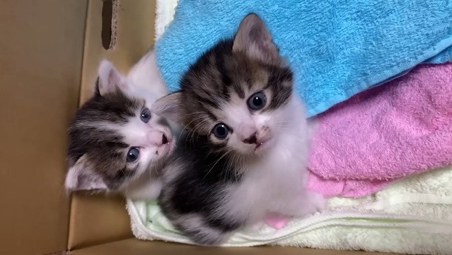 カメラ目線の2匹の子猫