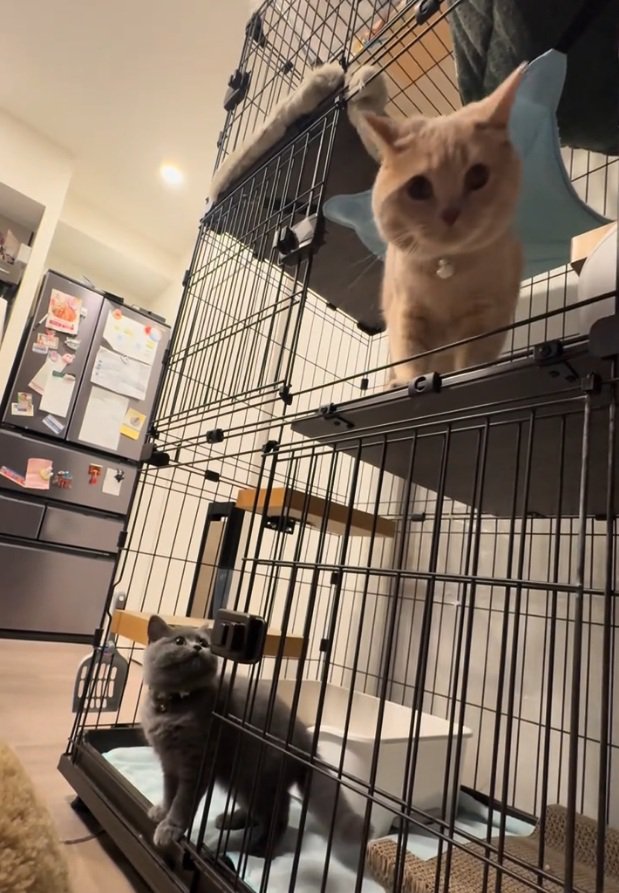 飼い主さんを見つめる桐くん