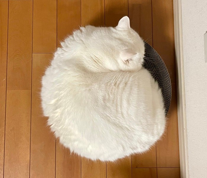 丸まっている白猫