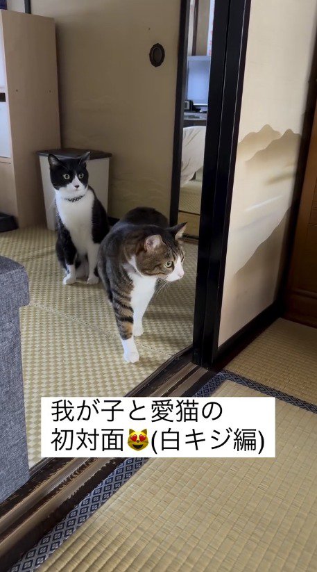 赤ちゃんがいる部屋を遠くから覗くハチワレ猫