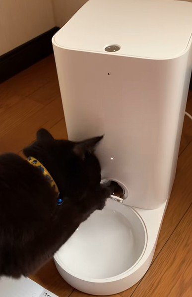 自動給餌器を手動で開けた猫