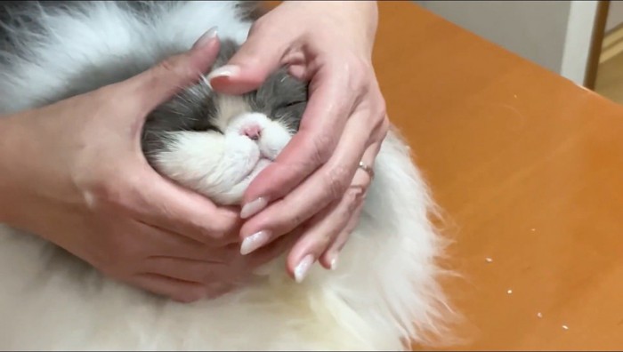 猫の顔周りを手で包む女性