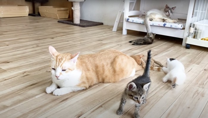 尻尾で遊ぶ子猫達:子猫達は夢中になって遊んでいます