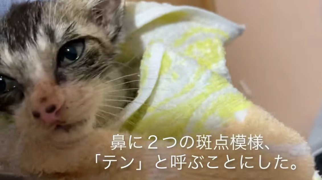 タオルにくるまれている子猫