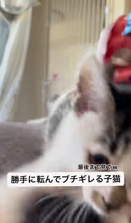 カメラに向かって猫パンチする猫