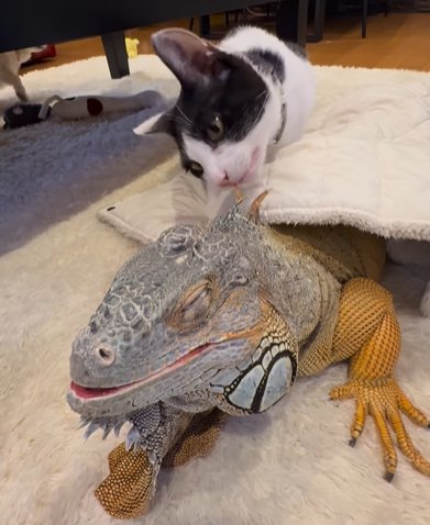 イグアナのタテガミを噛もうとする猫