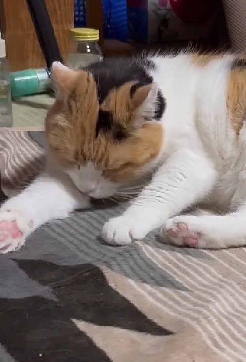 グルーミングする猫