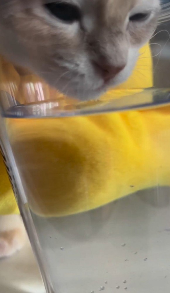 片目をすぼめる猫