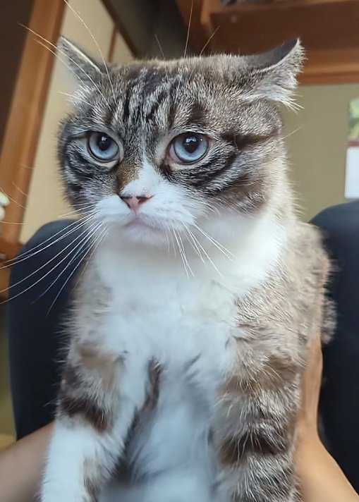 きょとん猫