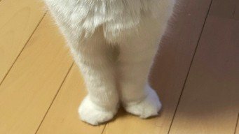猫の前脚