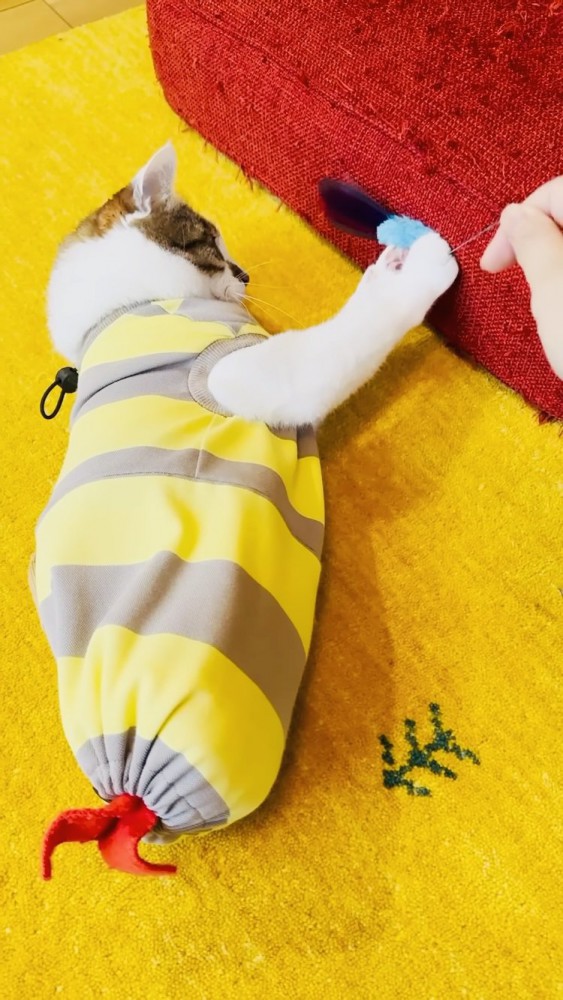 おもちゃを掴むキジ白猫とママ