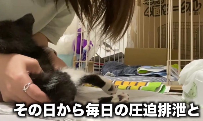 圧迫排尿される猫
