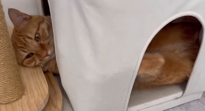 ハウスに入った猫