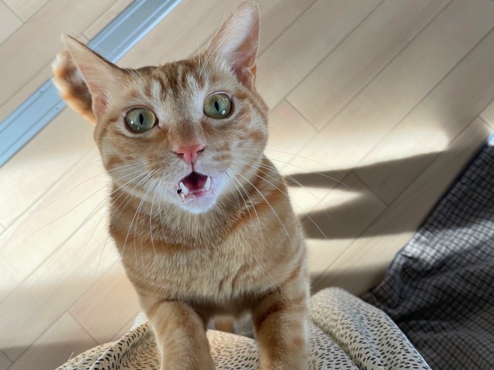 飼い主にしがみつく猫