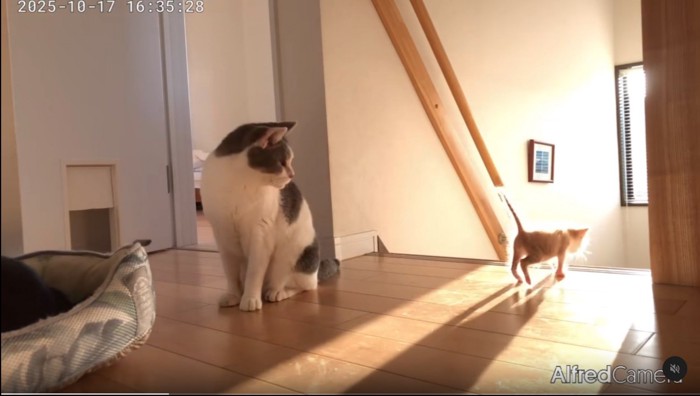 階段へ近づいていく子猫