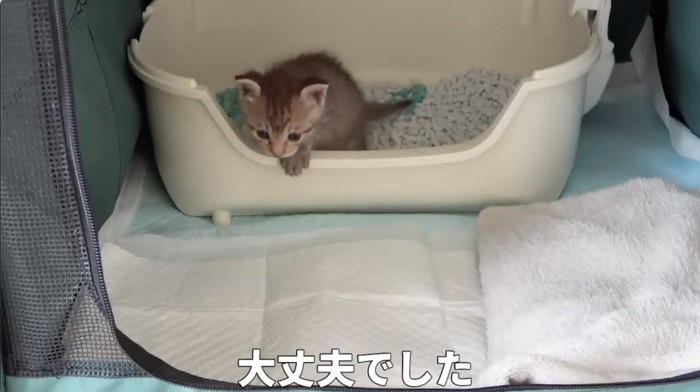 トイレの中から手を出す猫