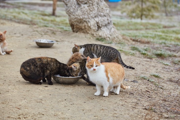 餌に集まる地域猫