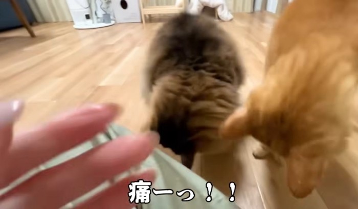 痛みで餌を落とす飼い主さんと食べるぽこまるさん