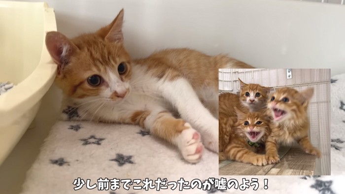 保護したばかりの屋台兄弟