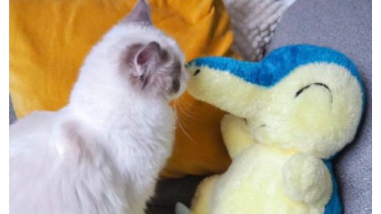 ぬいぐるみと猫