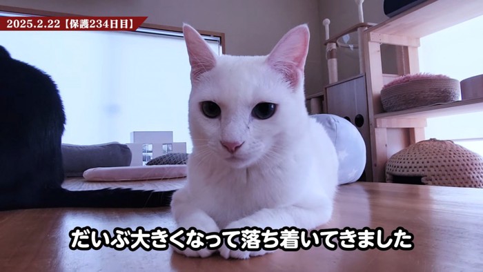 テーブルに乗る子猫