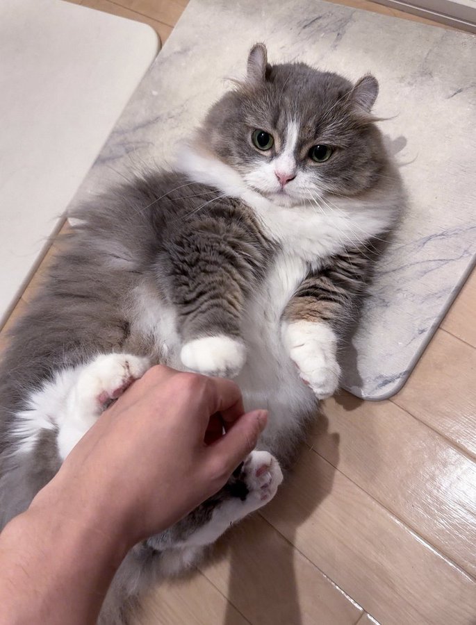 仰向けになって人と遊ぶキンカロー種の猫