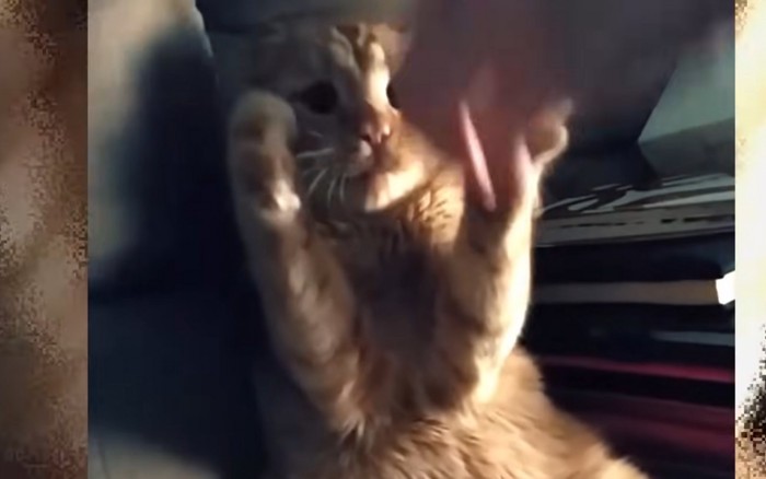 床に寝転び遊ぶ猫