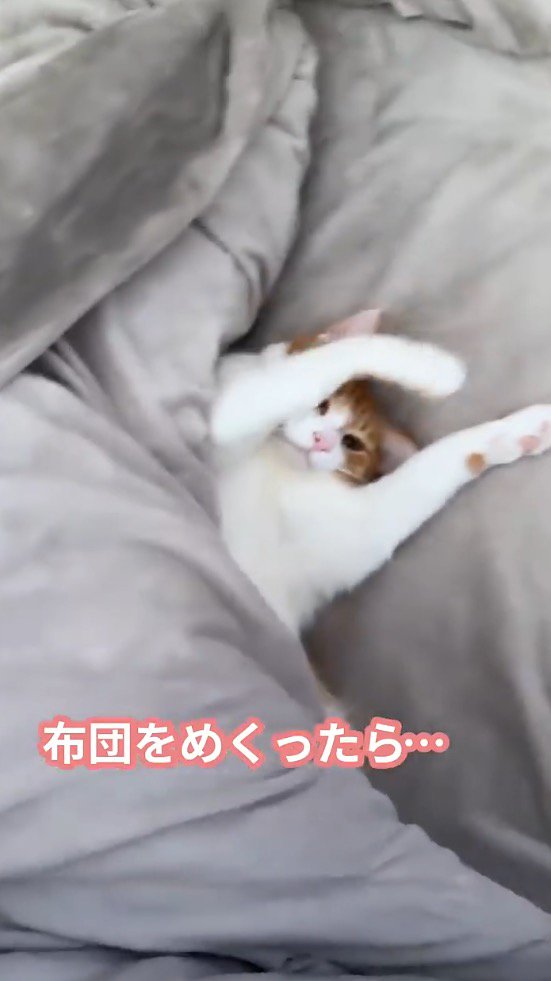 両手を頭の上に上げる猫