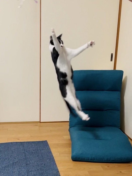 前足を『L』の形にして飛び上がるハチワレ猫