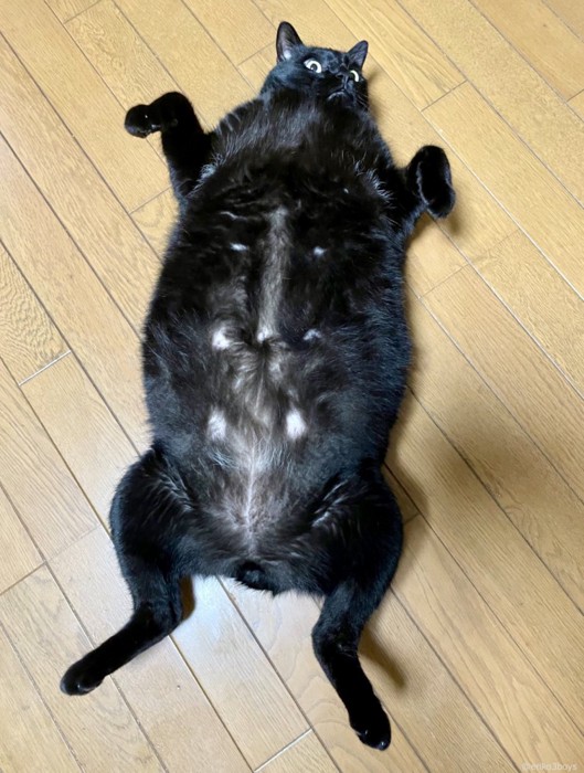 仰向けで寝ている黒猫(縦画像)
