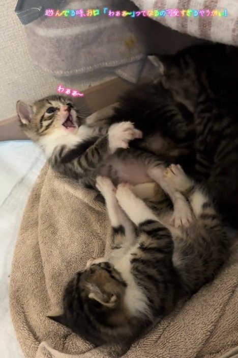 寝ながら遊ぶ子猫