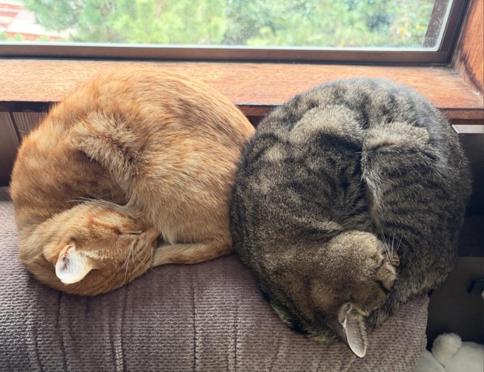 丸くなる2匹の猫