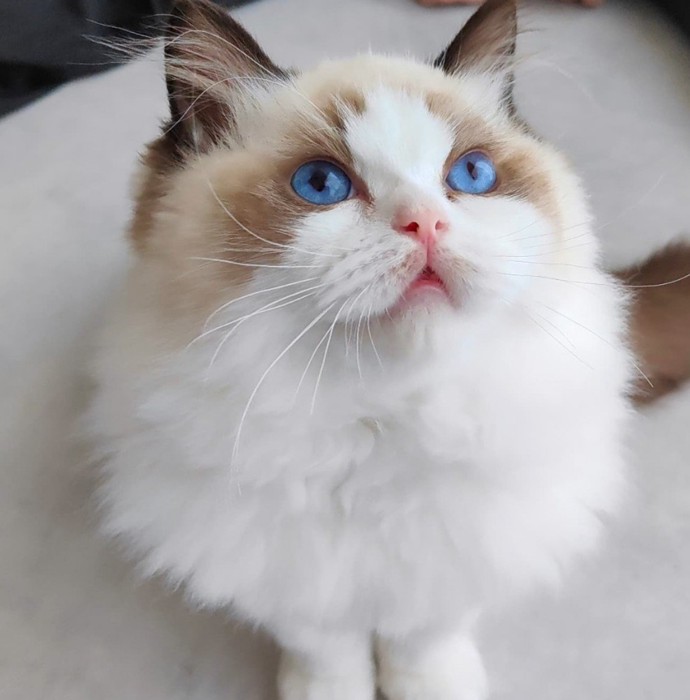 見上げる猫