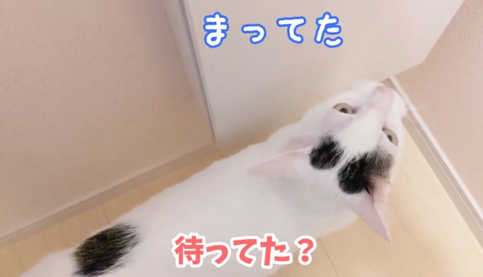 トイレに入ってきた猫