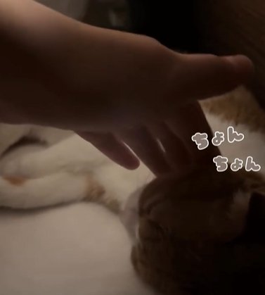 横になって眠る猫を触る手(ちょんちょん)