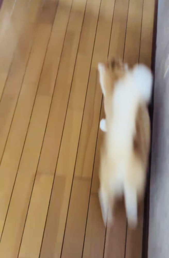 飼い主さんの前を走る茶白猫