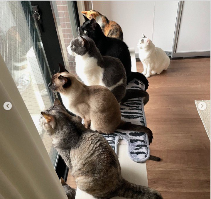 窓際にいる8匹の猫
