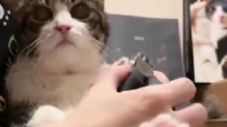 爪切りしている猫