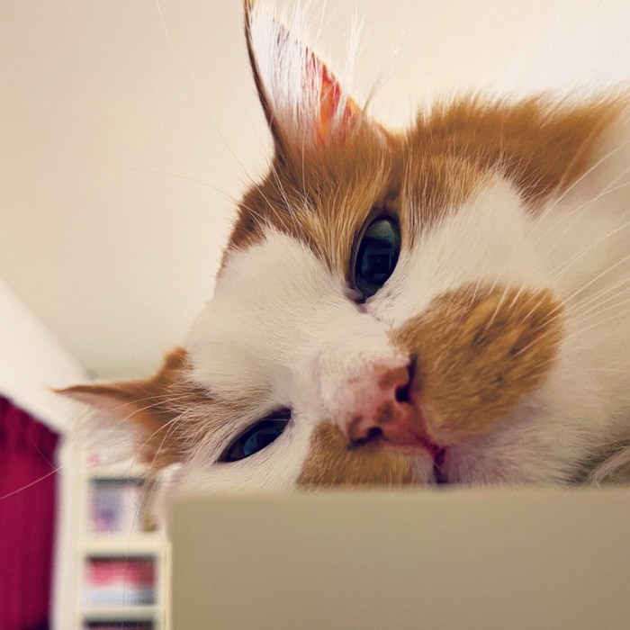 寝そべる猫の顔