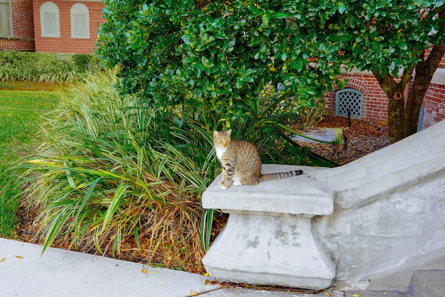 キャンパスにいる猫