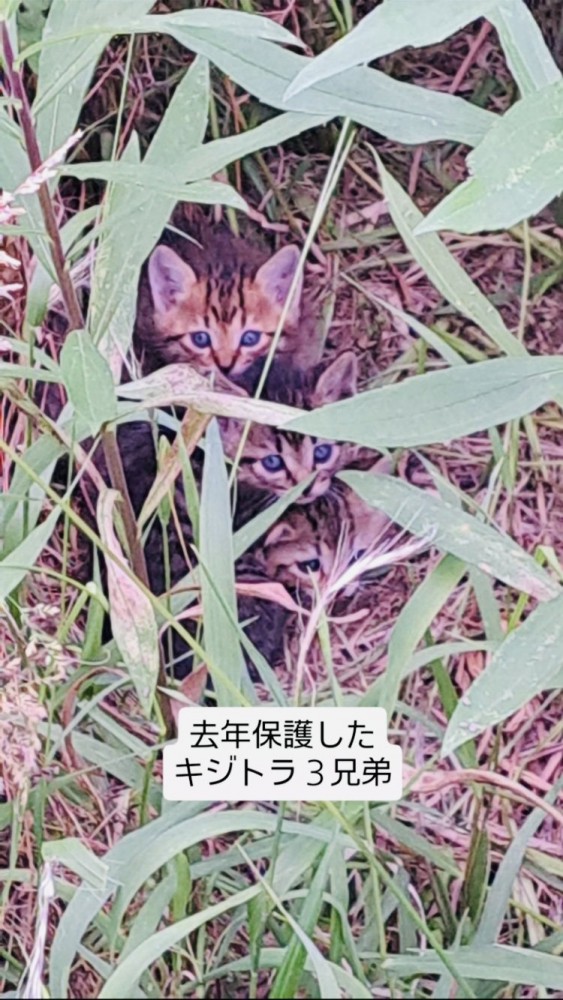 草むらの中の3匹の子猫