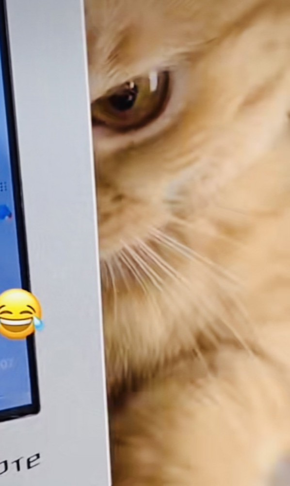 ノートパソコンの後ろで怒っているミックス猫