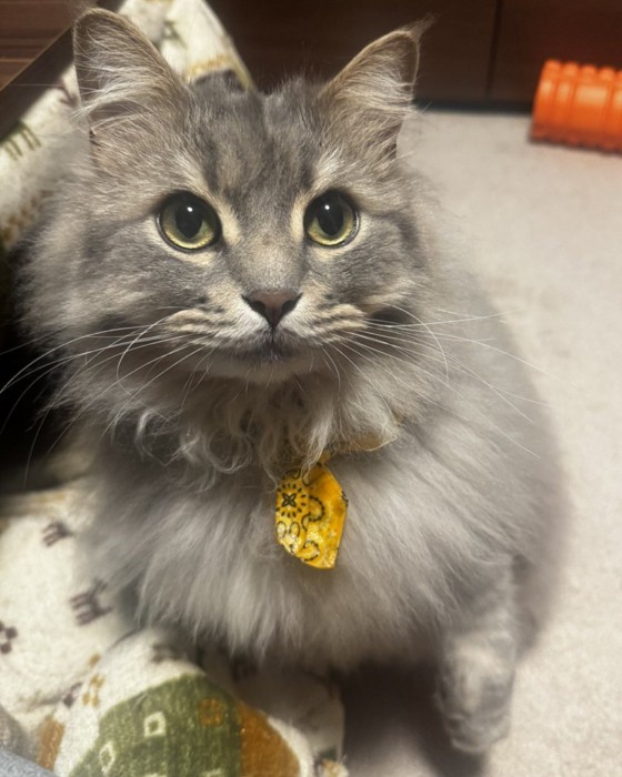 座って上目遣いで飼い主を見る猫