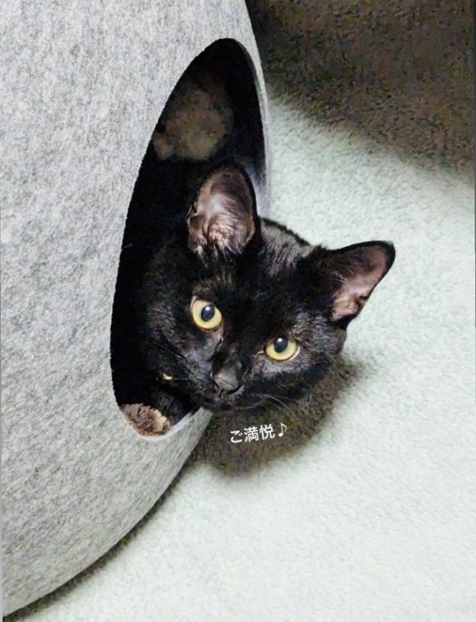 猫用ベッドから顔を出す黒トラ猫