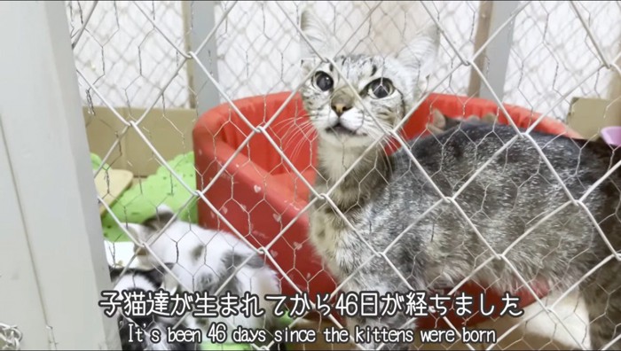 ガリガリになった母猫