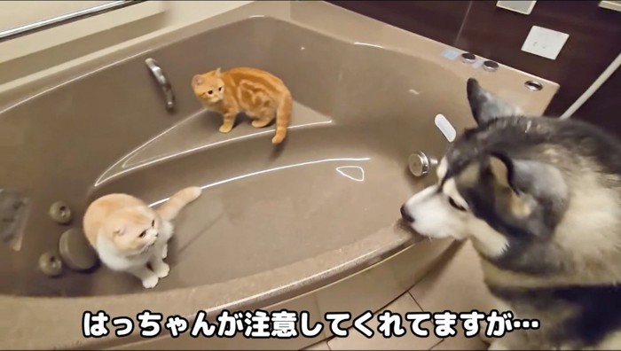 浴槽の中に居る猫たちを眺める犬