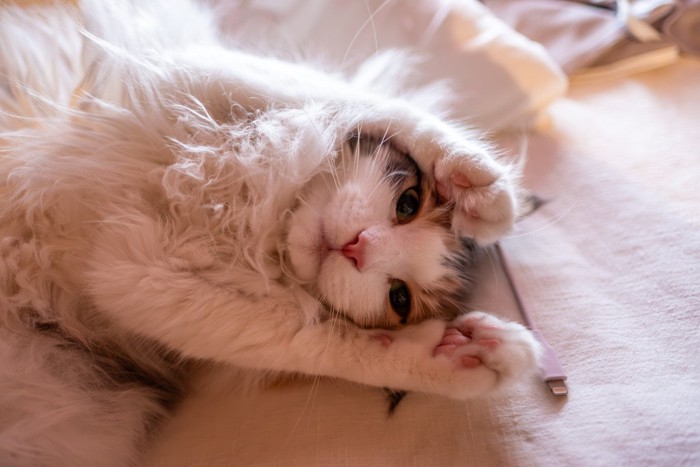 甘えた表情の猫