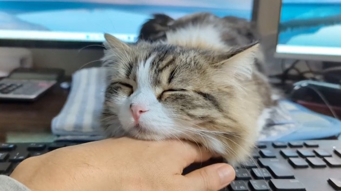 手の甲に顎を乗せて眠る猫